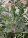 Potentilla argentea