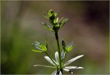 Galium mollugo. Верхушка побега. Московская обл., Раменский р-н, окр. дер. Хрипань, садовый участок. 26.05.2024.