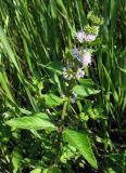 Mentha arvensis