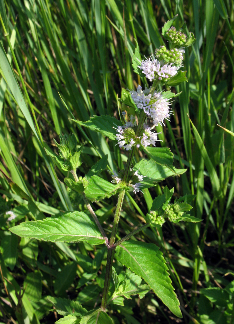 Изображение особи Mentha arvensis.