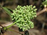 Sambucus racemosa