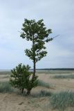 Alnus glutinosa