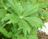 Astrantia major