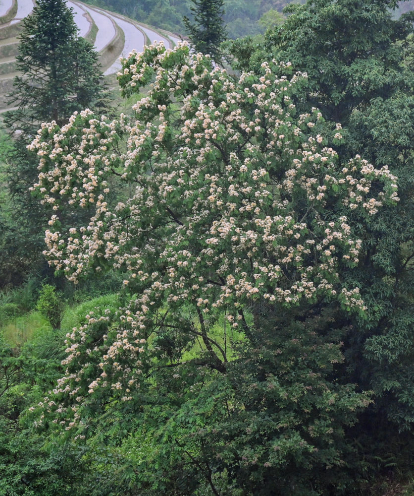 Изображение особи Albizia kalkora.