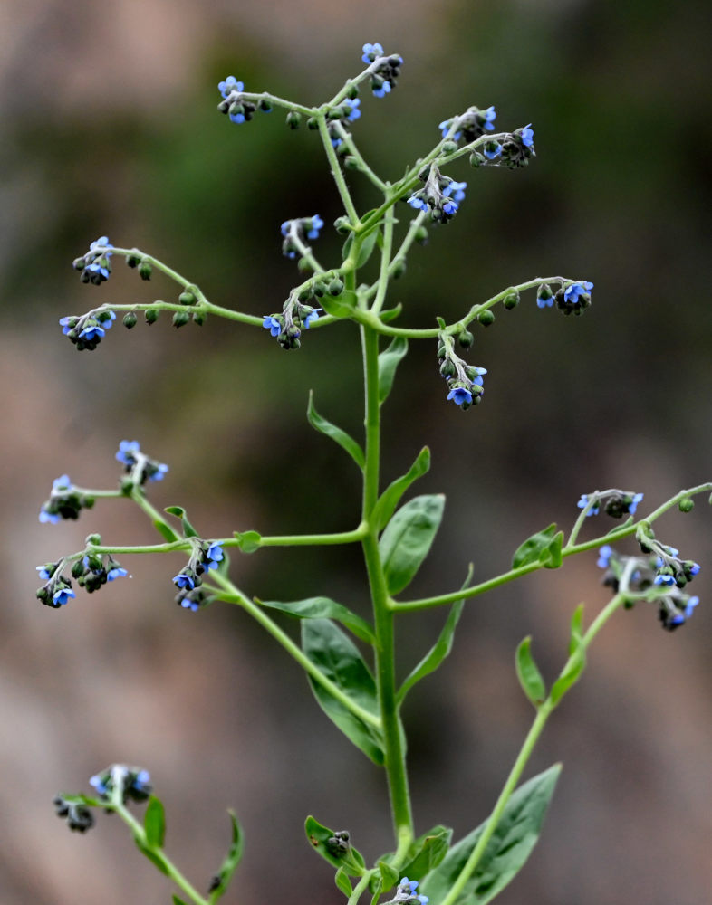 Изображение особи Cynoglossum amabile.