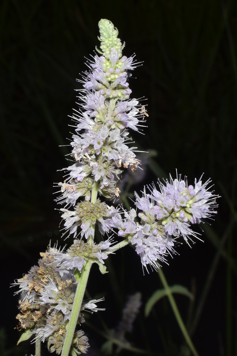 Image of Mentha asiatica specimen.