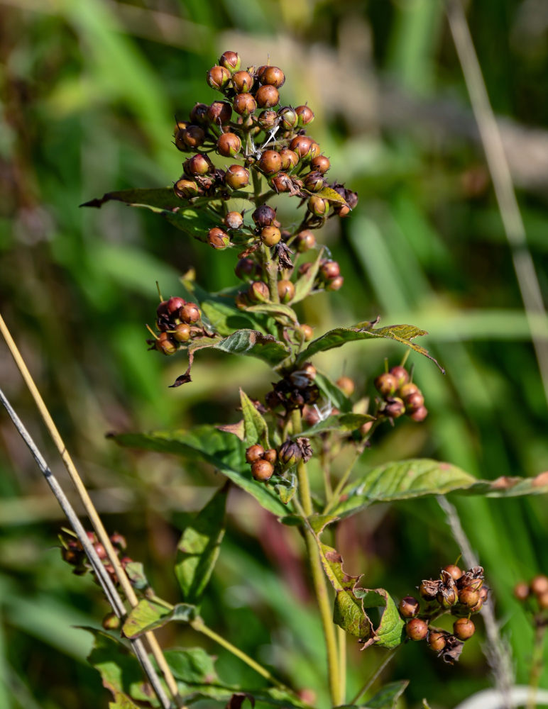 Изображение особи Lysimachia vulgaris.
