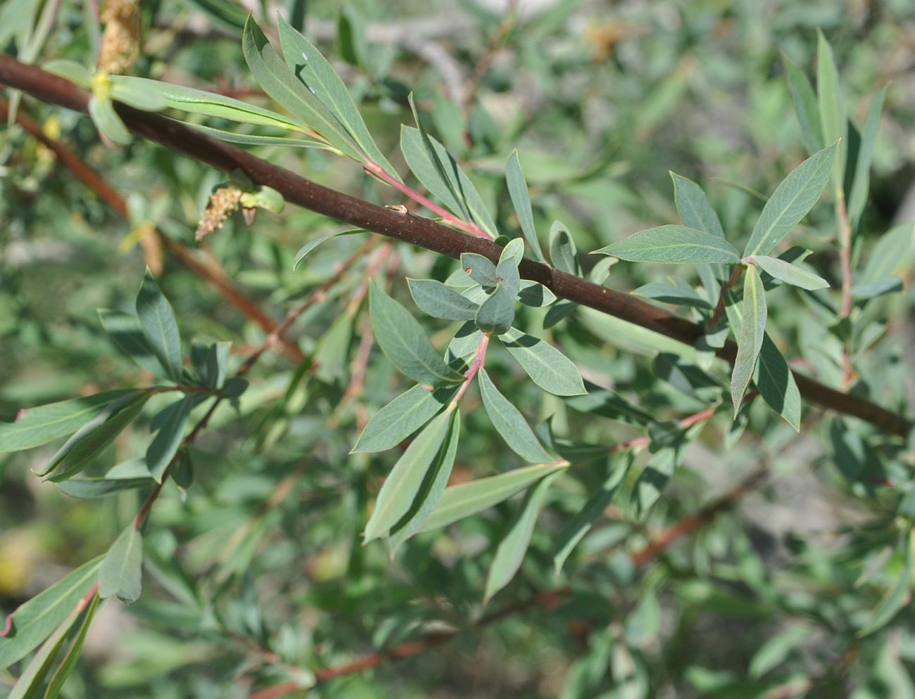 Image of Salix elbursensis specimen.