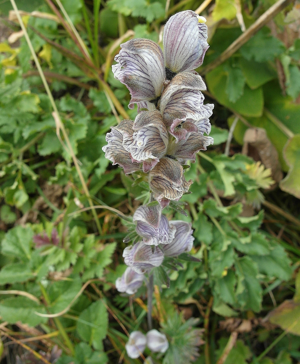 Изображение особи Aconitum rotundifolium.
