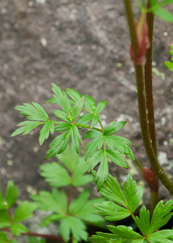 Image of familia Apiaceae specimen.