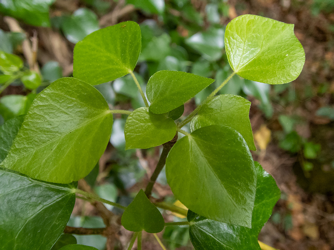 Image of Hedera helix specimen.