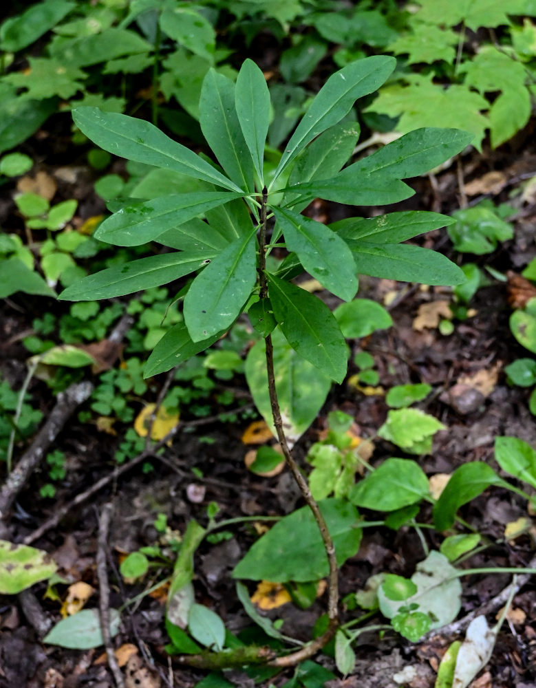 Изображение особи Daphne mezereum.