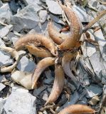 Image of specimen