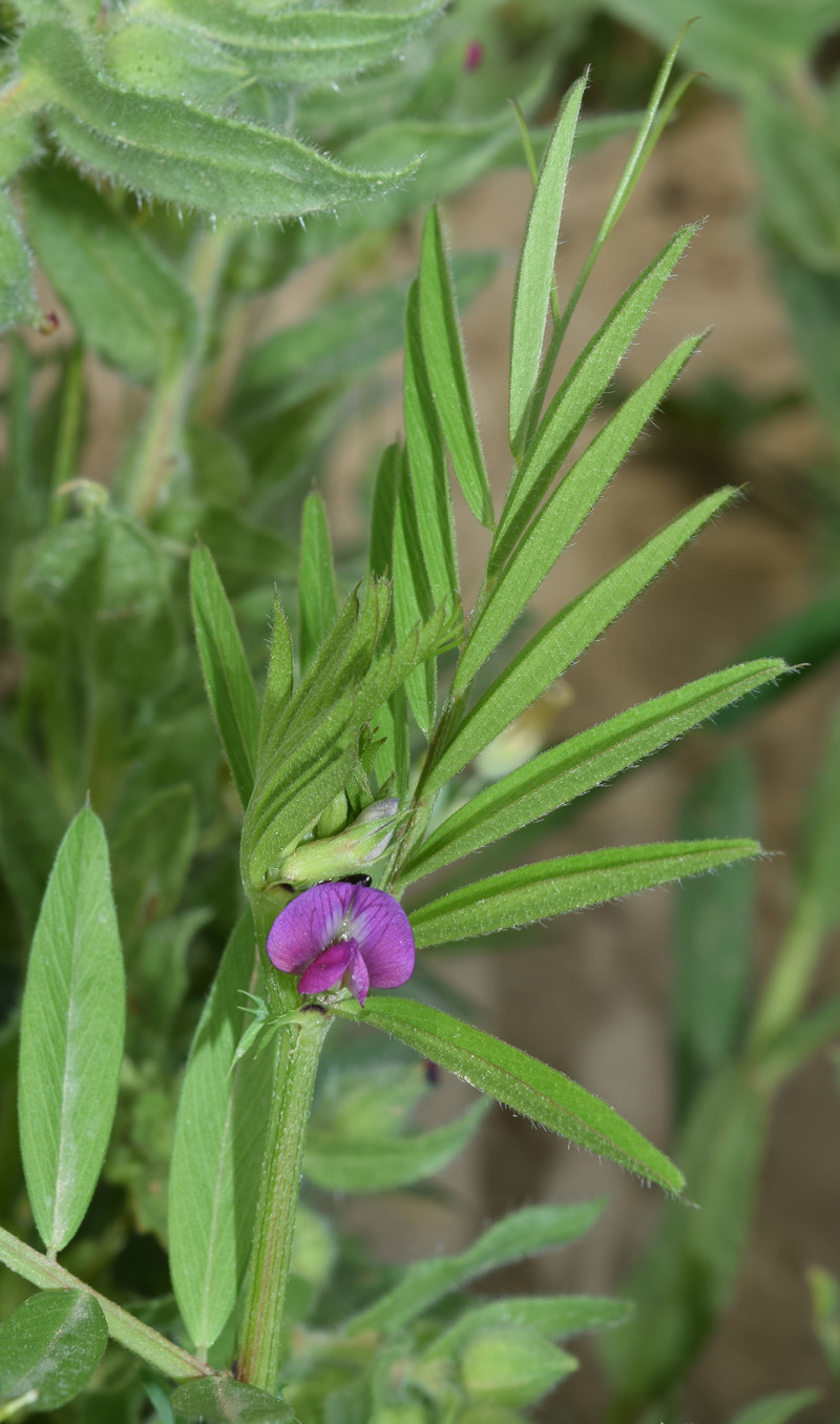 Изображение особи Vicia sativa.