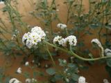 Heliotropium suaveolens
