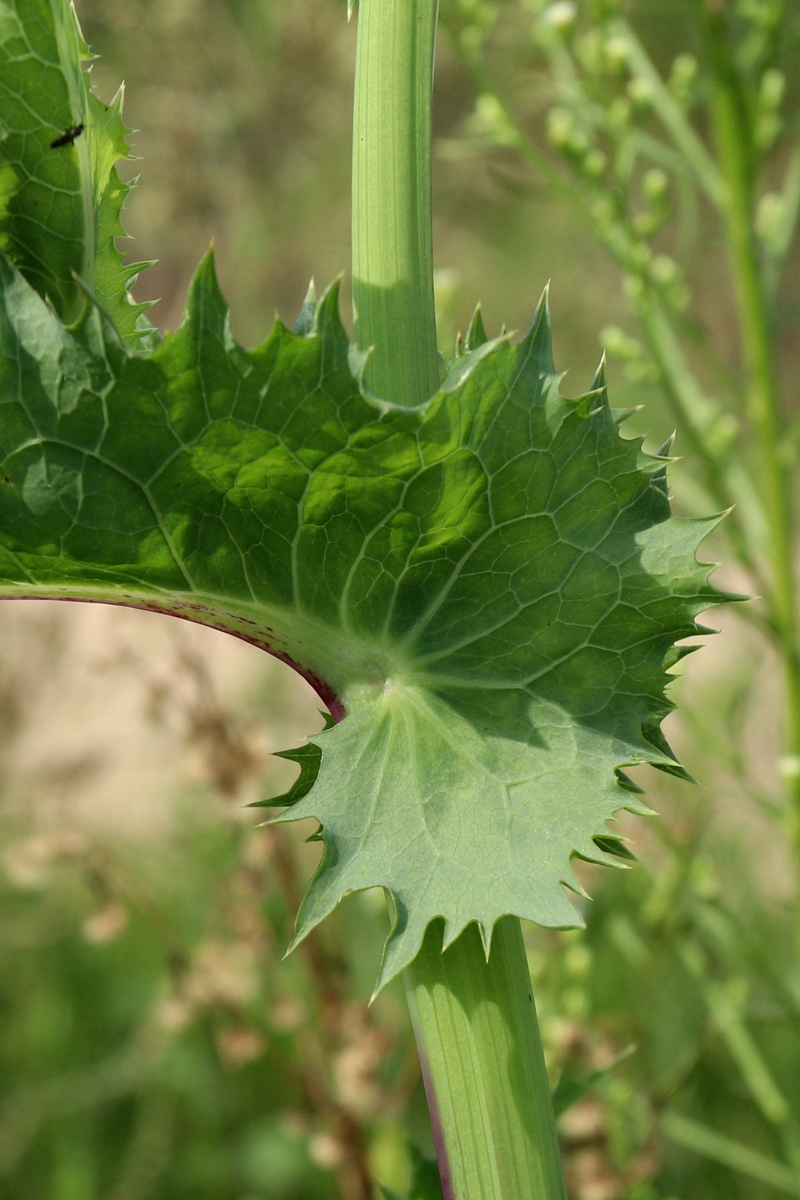 Image of Sonchus asper specimen.