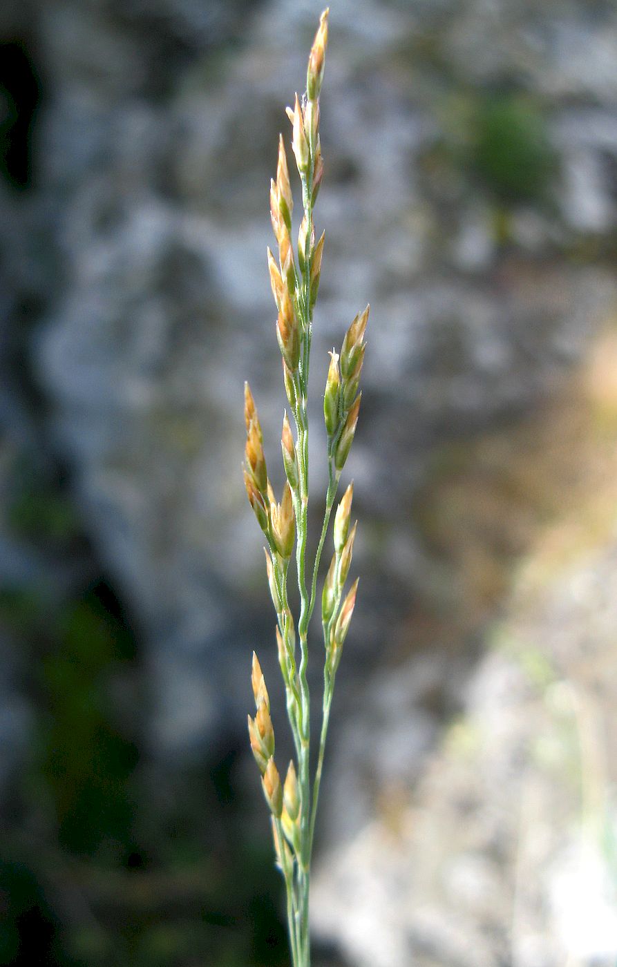 Image of Poa versicolor specimen.