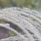 genus Miscanthus