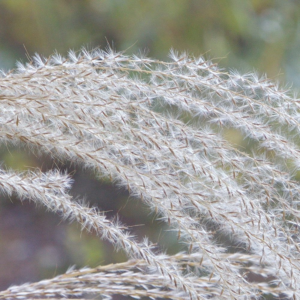 Image of genus Miscanthus specimen.