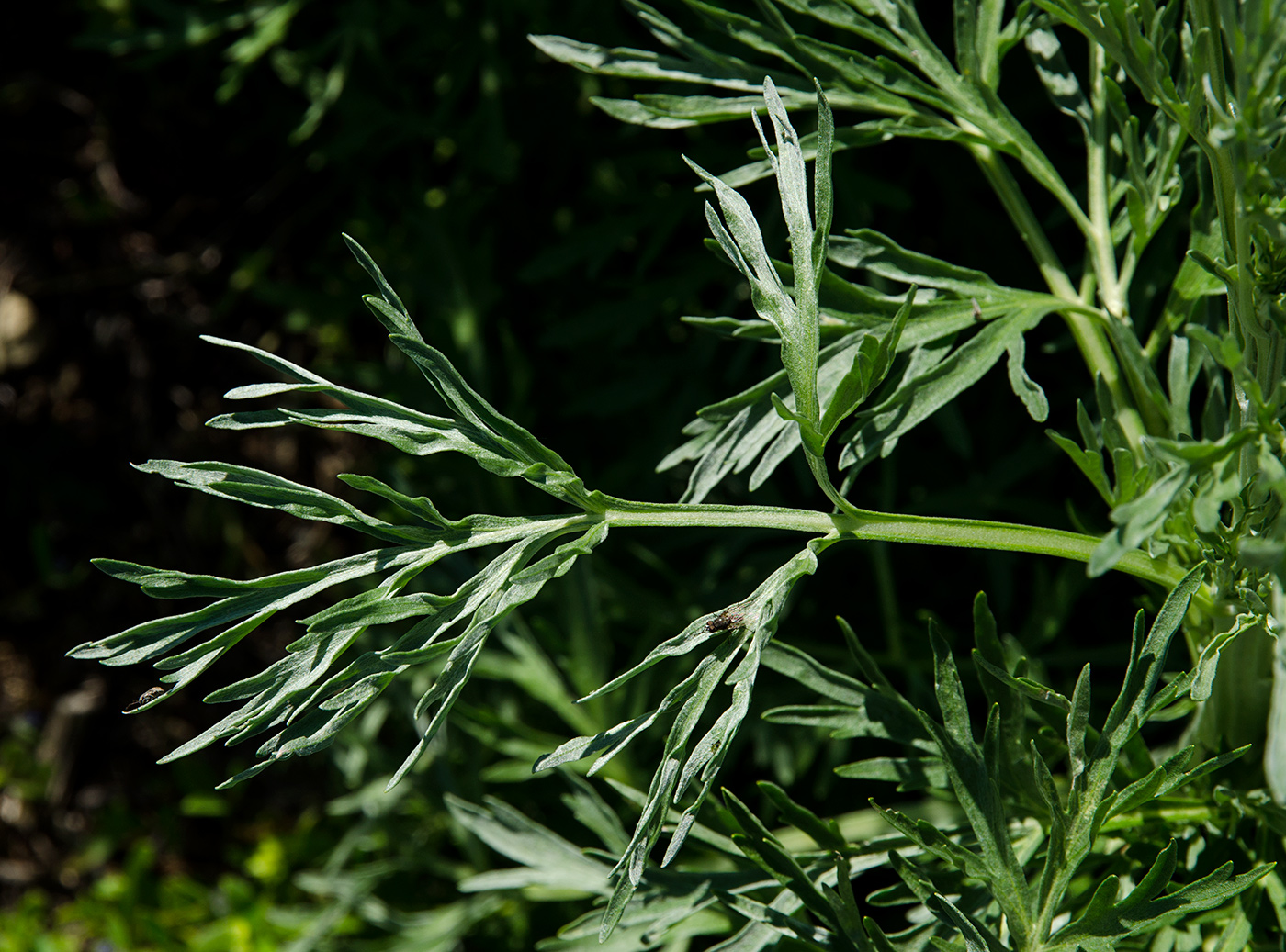 Image of Artemisia vulgaris specimen.