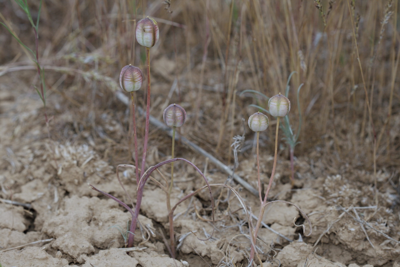Image of Tulipa biflora specimen.