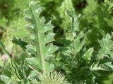 genus Carduus