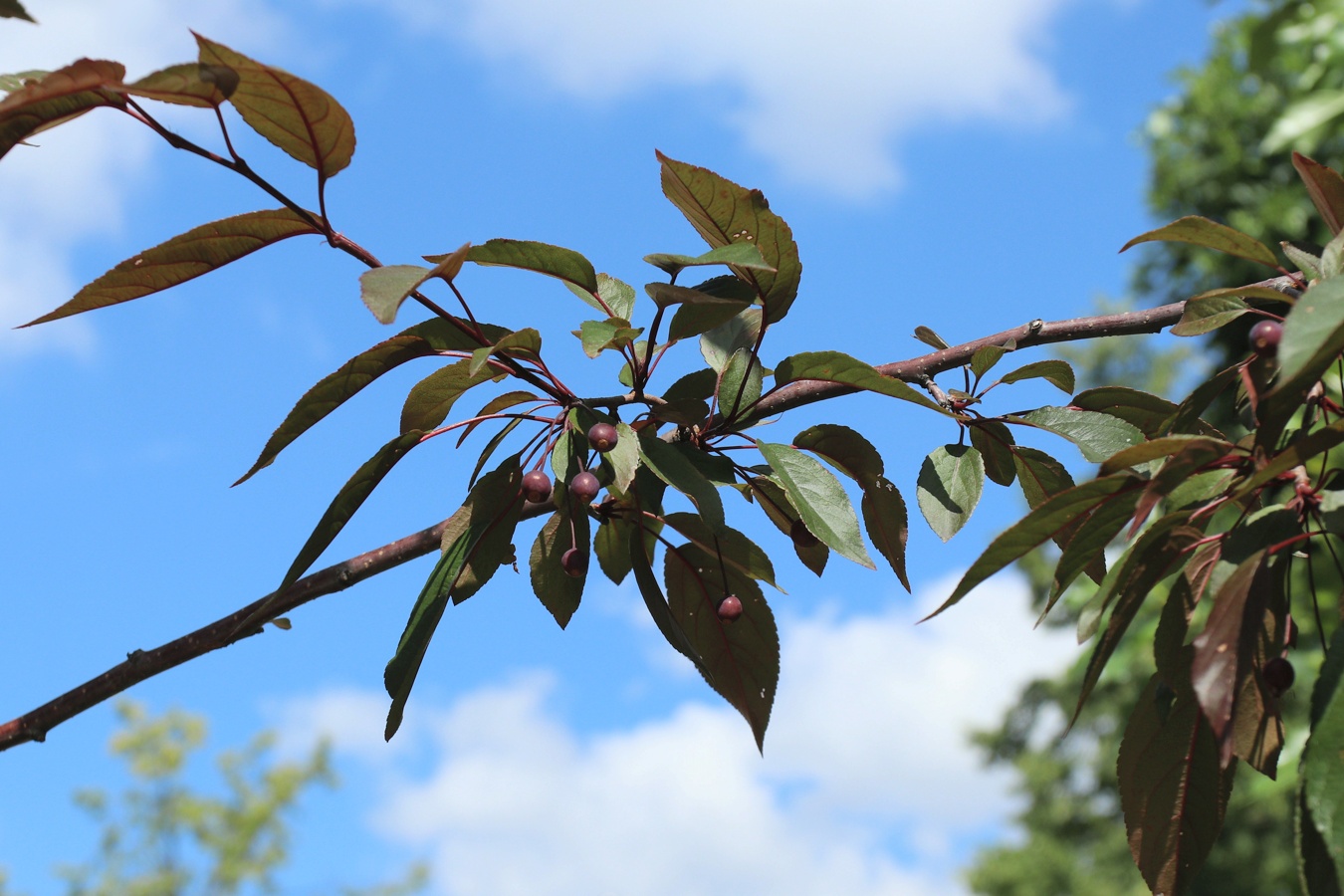 Изображение особи Malus × moerlandsii.