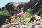 Dianthus chinensis