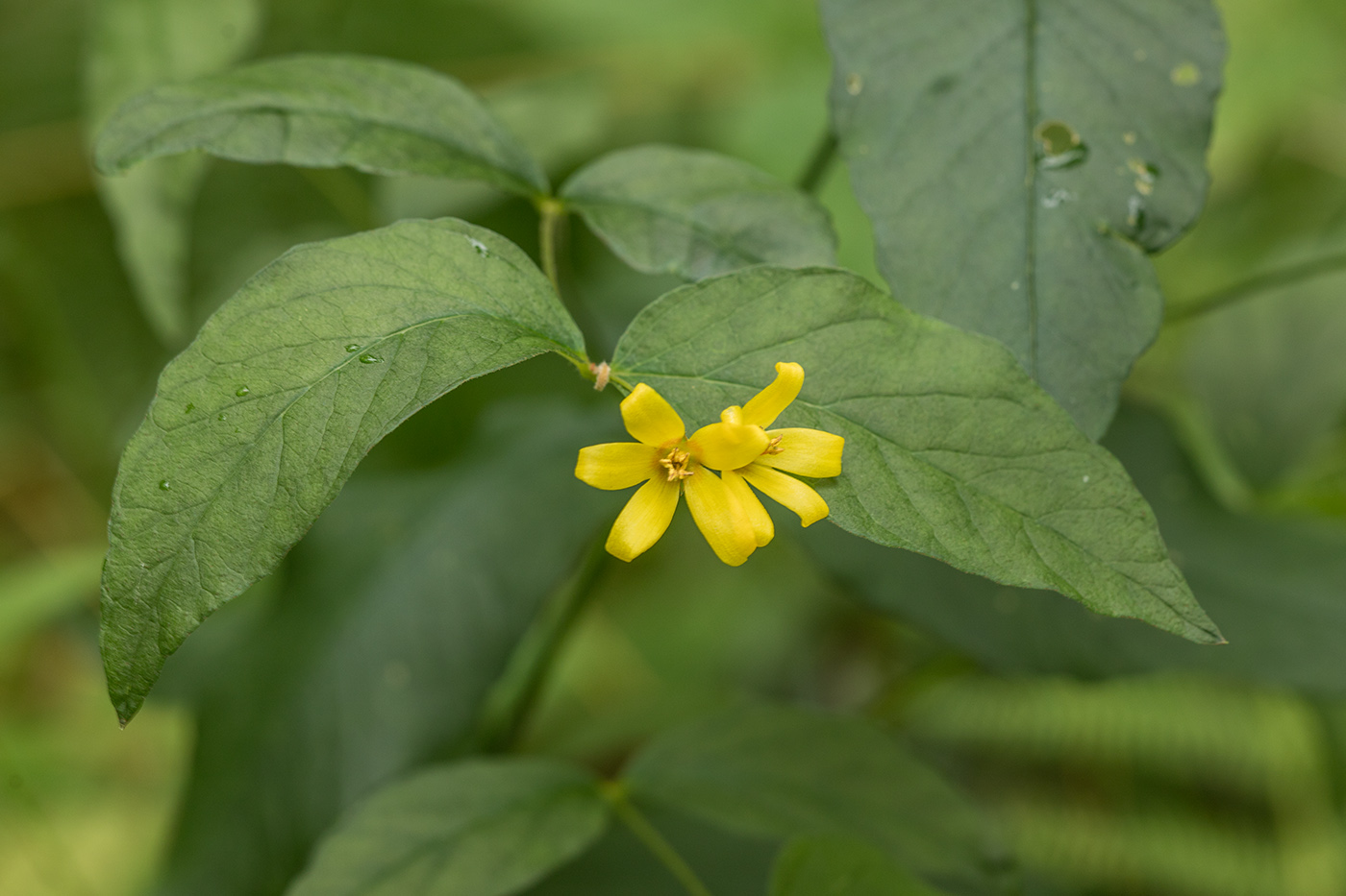 Изображение особи Lysimachia vulgaris.