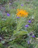Inula grandiflora