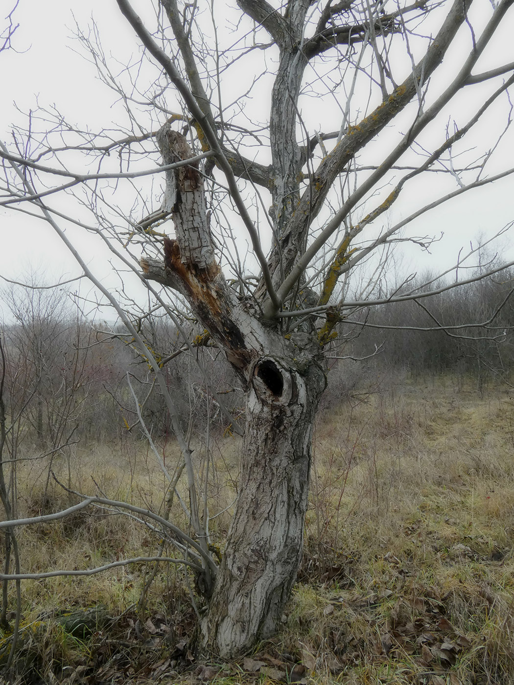 Изображение особи Juglans regia.