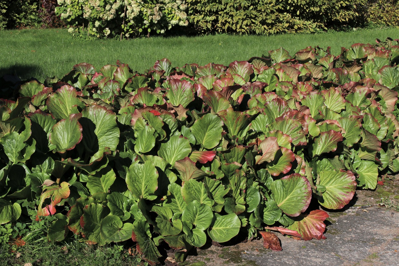 Image of Bergenia crassifolia specimen.