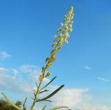 Reseda luteola. Верхушка цветущего растения.Республика Карачаево -Черкессия, село Красный Курган, луг. Июль 2025 г.