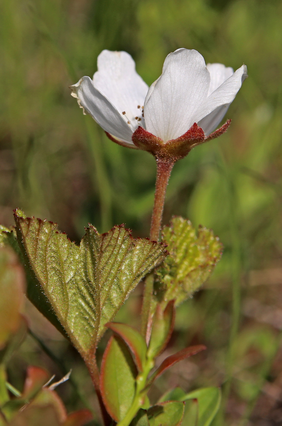 Image of Rubus chamaemorus specimen.