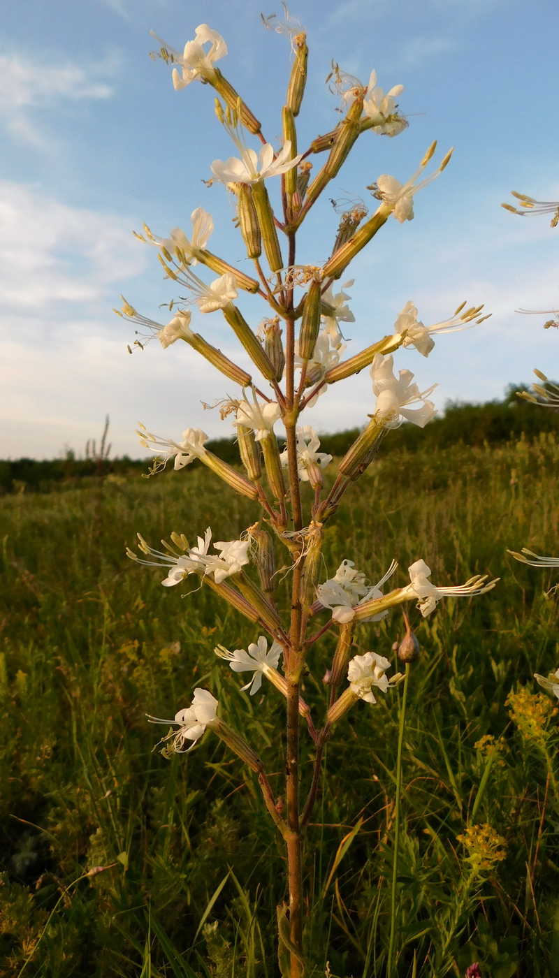 Image of Silene viscosa specimen.