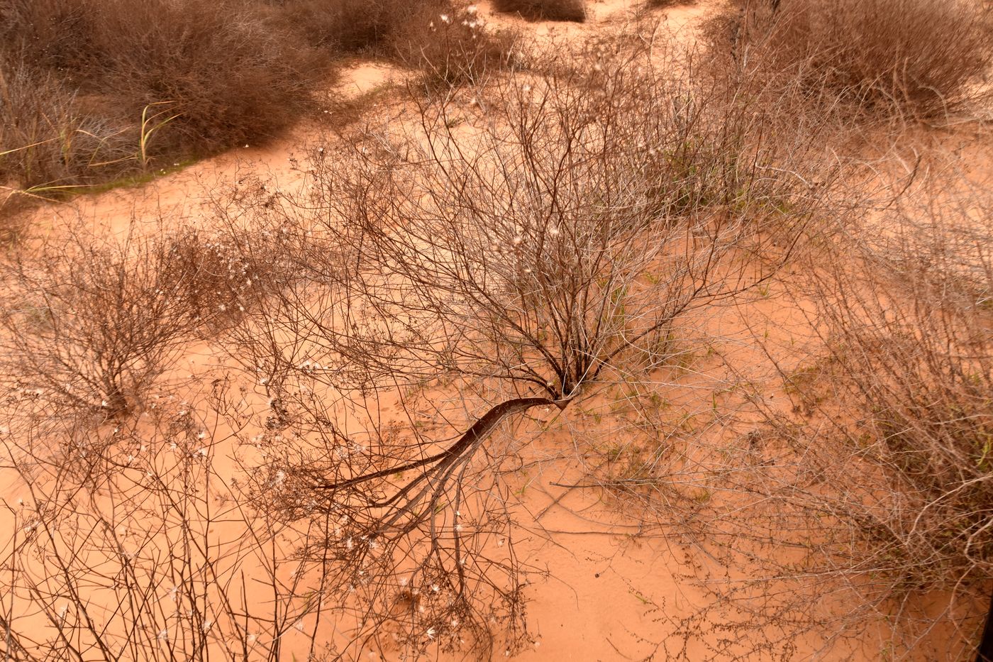 Изображение особи Chondrilla ambigua.