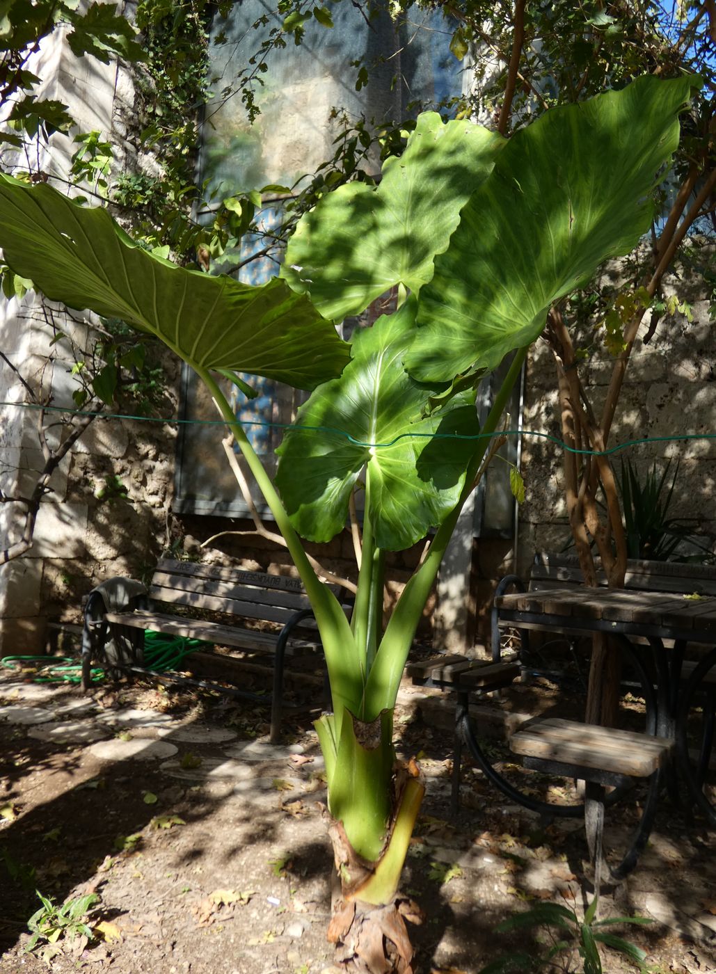 Изображение особи Alocasia macrorrhizos.