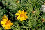 Coreopsis grandiflora