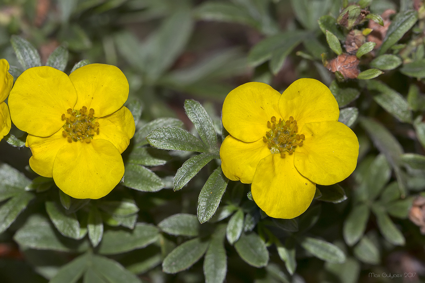 Изображение особи Dasiphora fruticosa.