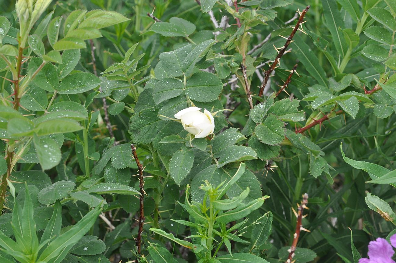 Изображение особи род Rosa.