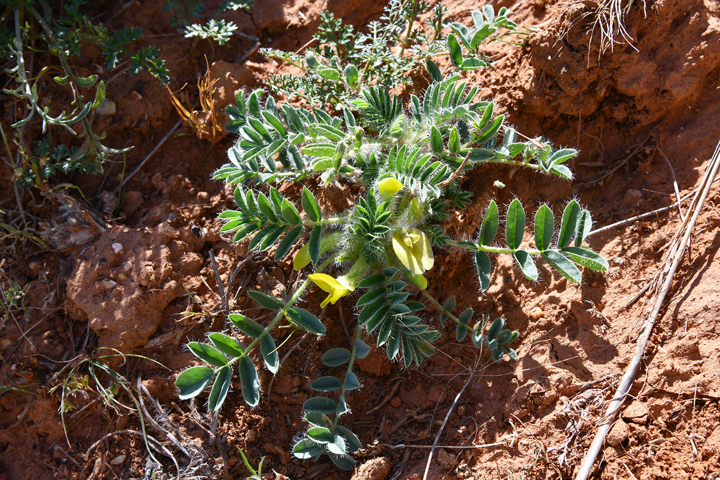 Image of Astragalus sarytavicus specimen.