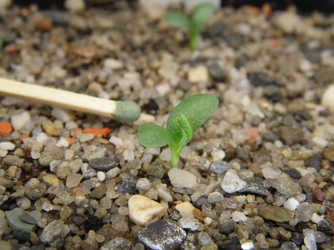 Image of Astragalus norvegicus specimen.