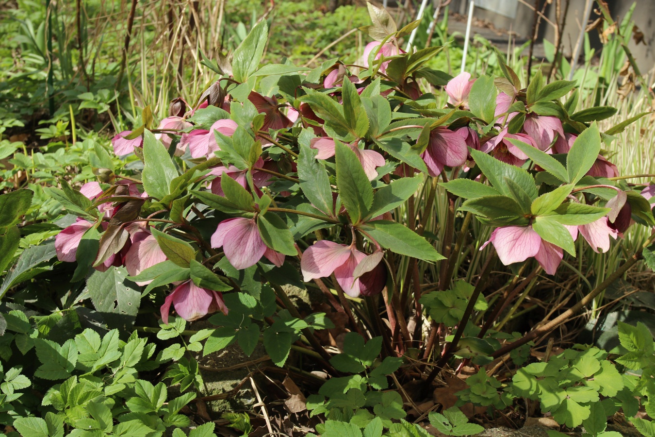 Image of Helleborus abchasicus specimen.