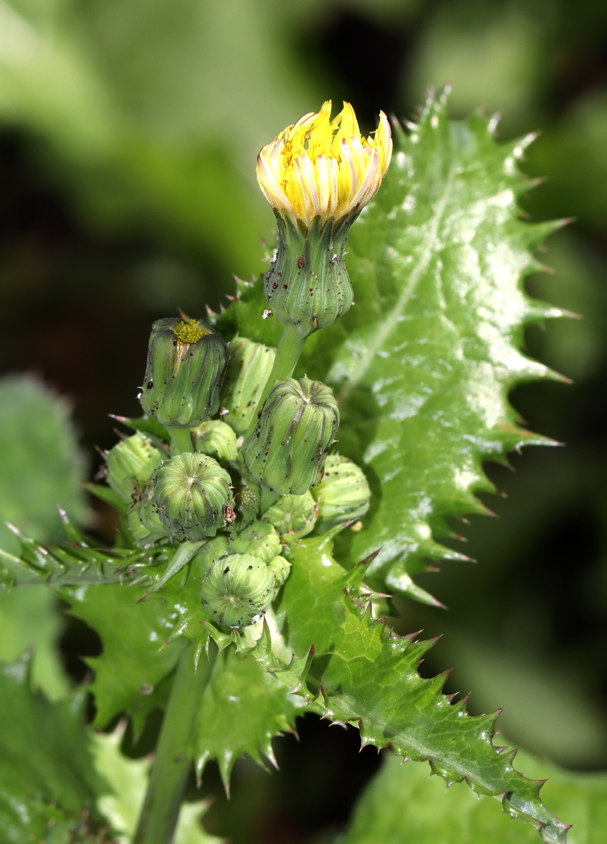 Изображение особи Sonchus oleraceus.