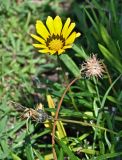 Gazania × hybrida. Цветущее и отцветшие соцветия. Португалия, округ Лейрия, пос. Баталья, в культуре. 07.08.2025.