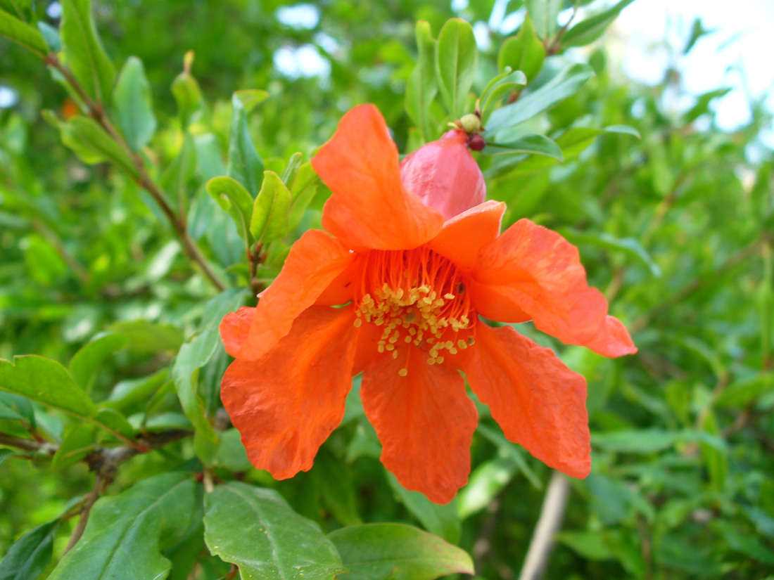 Image of Punica granatum specimen.