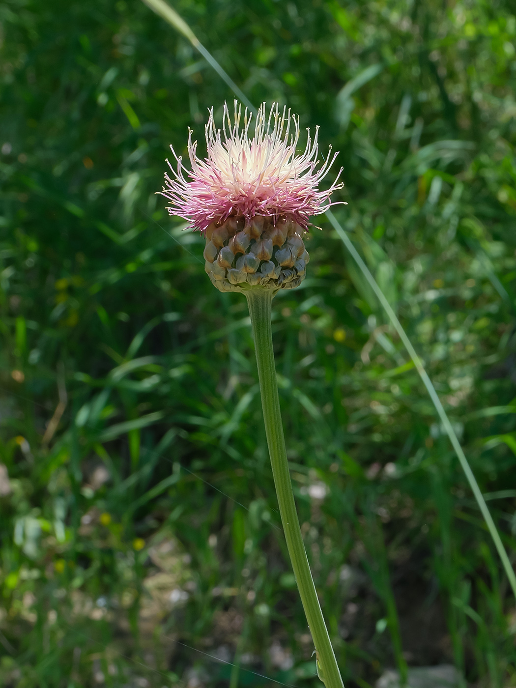 Image of genus Stemmacantha specimen.