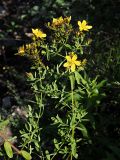 Hypericum perforatum