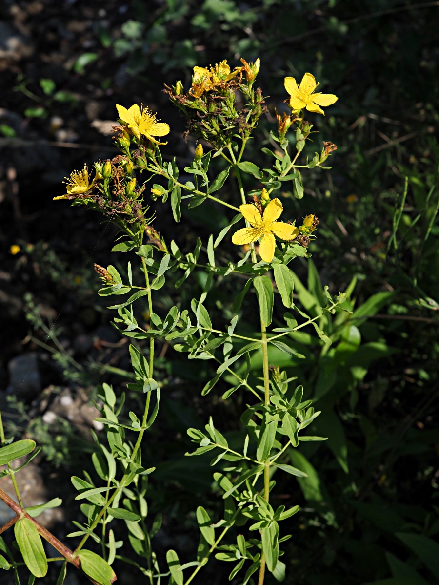 Изображение особи Hypericum perforatum.