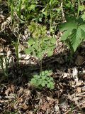 Thalictrum baicalense. Вегетирующее растение (справа - часть листа Filipendula palmata). Хабаровский край, г. Комсомольск-на-Амуре, дол. р. Силинка, лиственный лес. 20.05.2026.